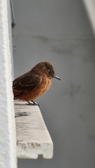 Hirundinea ferruginea