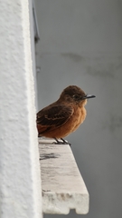 Hirundinea ferruginea