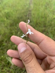 Lobelia paludosa