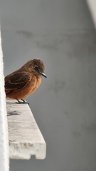 Hirundinea ferruginea