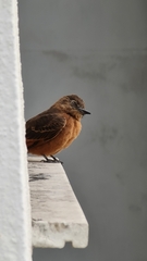 Hirundinea ferruginea