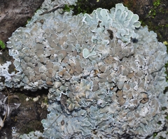 Squamarina cartilaginea