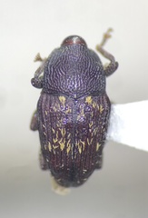 Glyptobaris lecontei