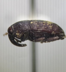 Glyptobaris lecontei