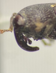 Glyptobaris lecontei