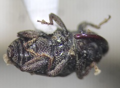 Glyptobaris lecontei