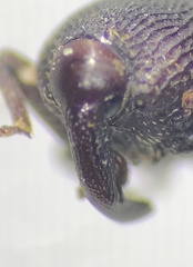 Glyptobaris lecontei