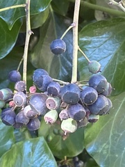 Hedera canariensis