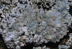 Squamarina cartilaginea