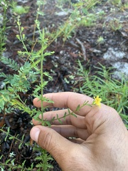 Aureolaria pectinata