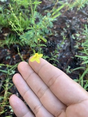 Aureolaria pectinata