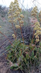 Crassula cultrata