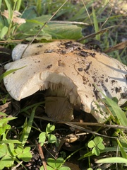 Clitocybe brunneocephala