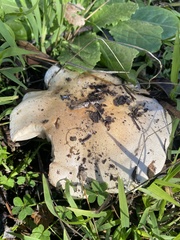 Clitocybe brunneocephala
