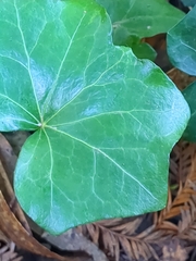 Hedera canariensis