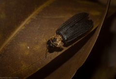 Atyphella scintillans