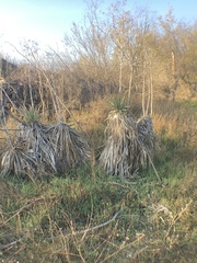 Yucca gloriosa