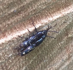 Arrhenodes minutus