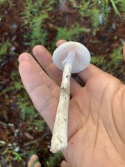 Amidella