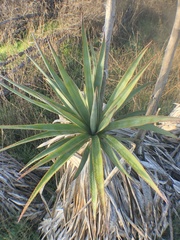 Yucca gloriosa