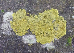 Xanthoria parietina