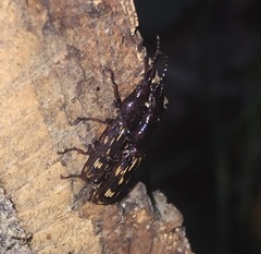 Arrhenodes minutus