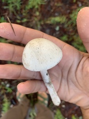 Amidella