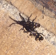 Arrhenodes minutus