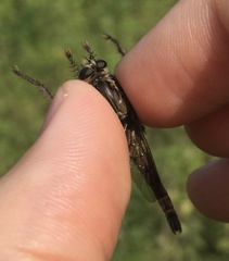 Proctacanthus milbertii