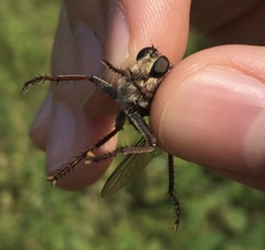 Proctacanthus milbertii