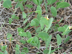 Coronilla scorpioides