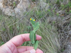 Coronilla scorpioides