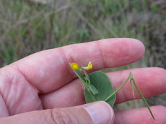 Coronilla scorpioides