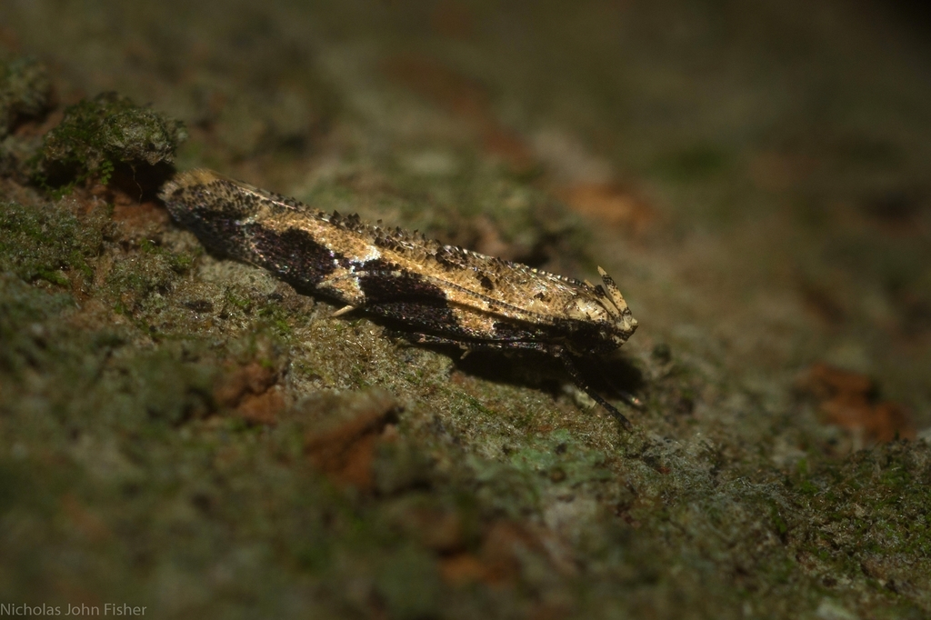 Limnaecia leptomeris