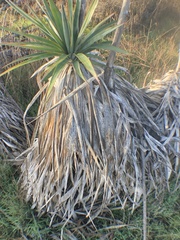 Yucca gloriosa