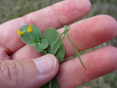 Coronilla scorpioides