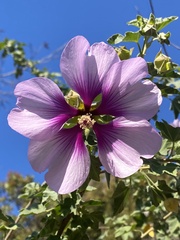 Malva subovata