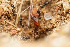 Pheidole xerophila