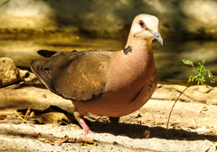 Streptopelia semitorquata