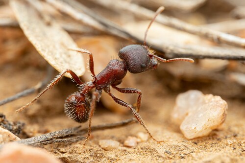 Photo of Rough Harvester Ant (Pogonomyrmex rugosus)