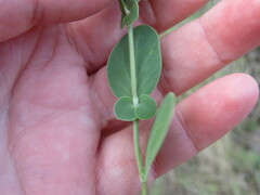 Coronilla scorpioides