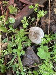 Scleroderma meridionale