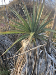 Yucca gloriosa