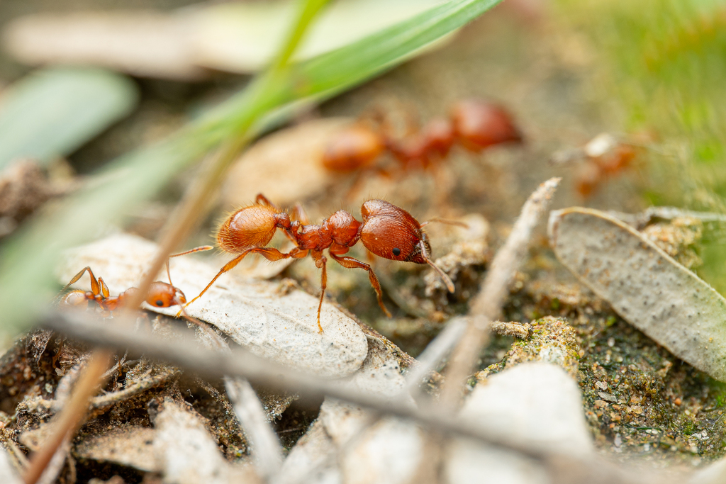 Titan Big-headed Ant