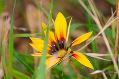 Gazania × splendens