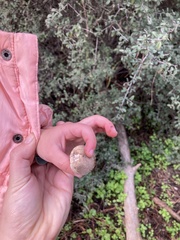 Scleroderma meridionale