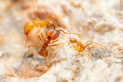 Pheidole hyatti