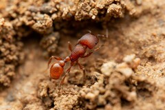 Pogonomyrmex pima