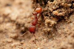 Pogonomyrmex pima