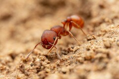 Pogonomyrmex pima